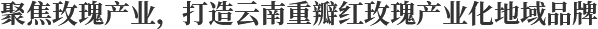 聚焦玫瑰產業(yè)，打造云南重瓣紅玫瑰產業(yè)化地域品牌